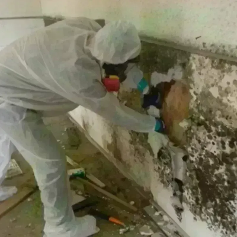 Mold Remediation and Removal in Charles County, MD